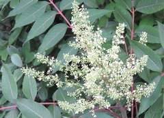 Rhus hypoleuca