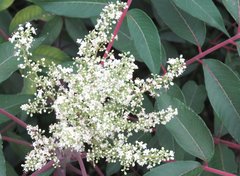 Rhus hypoleuca