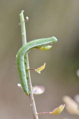 Anthocharis cardamines