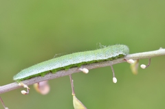 Anthocharis cardamines