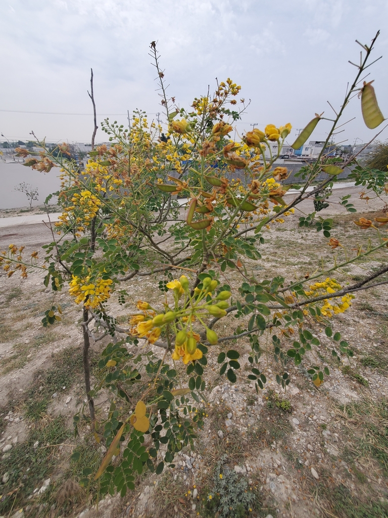 Mexican holdback from Tréboles, Cdad. Apodaca, N.L., México on March 4 ...