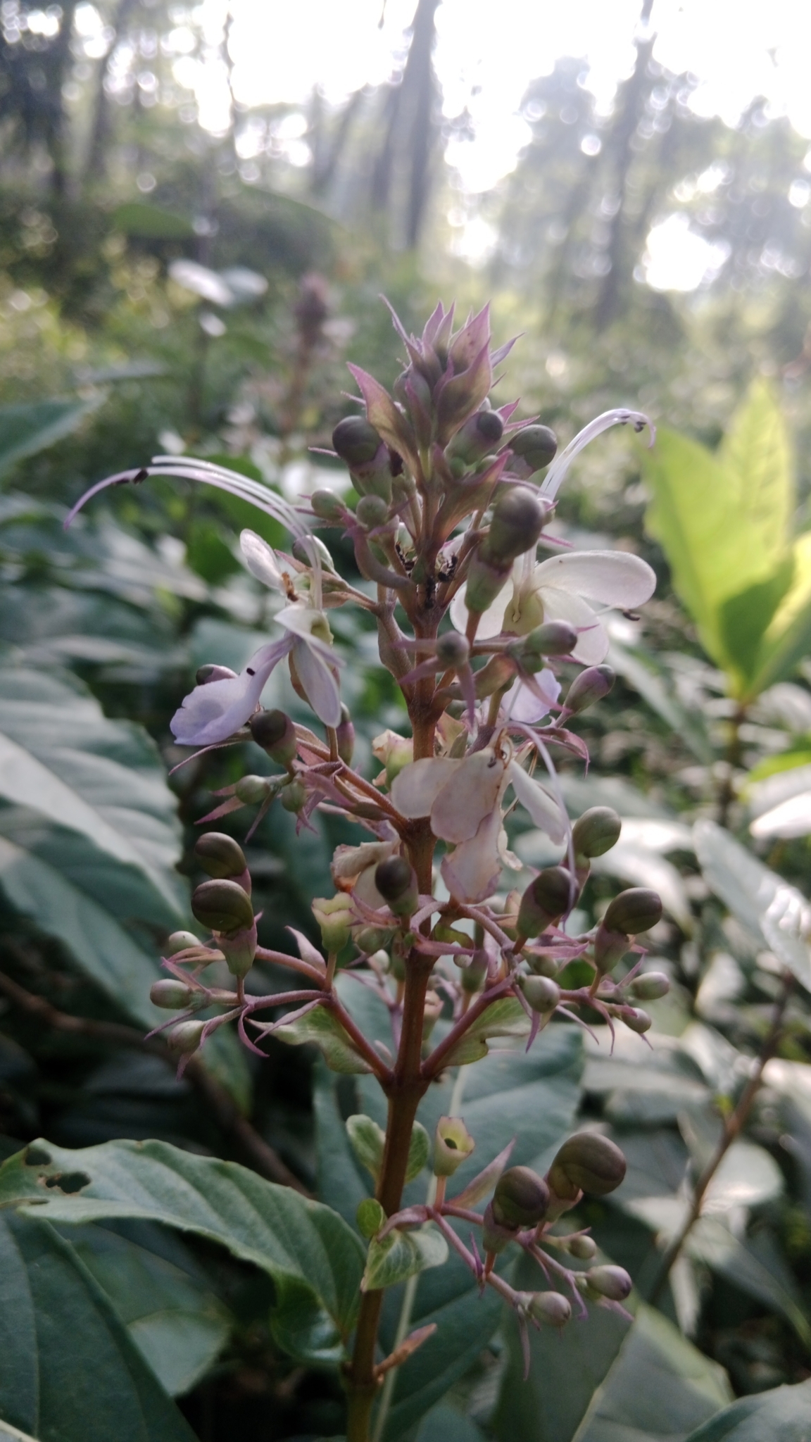 Imagem de Clerodendro