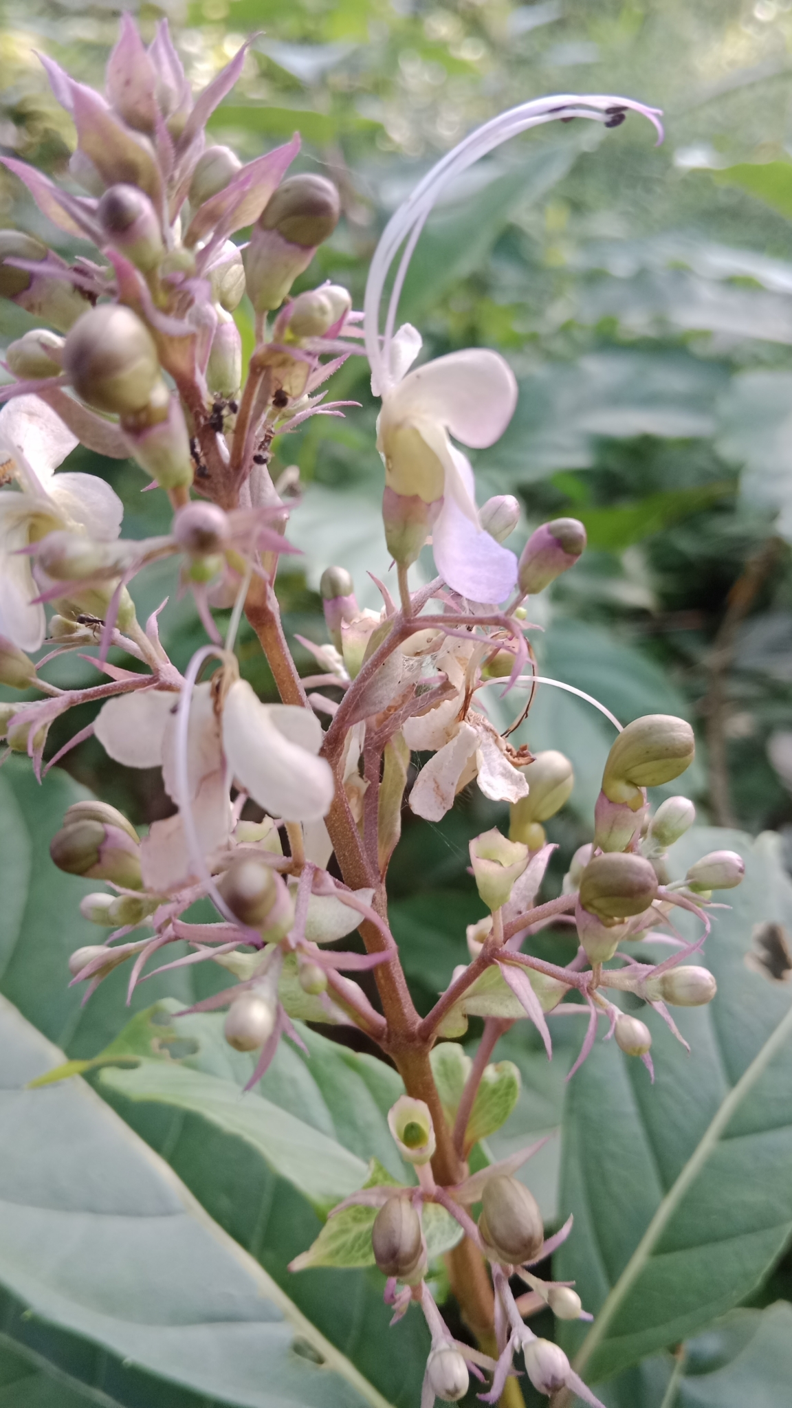 Imagem de Clerodendro