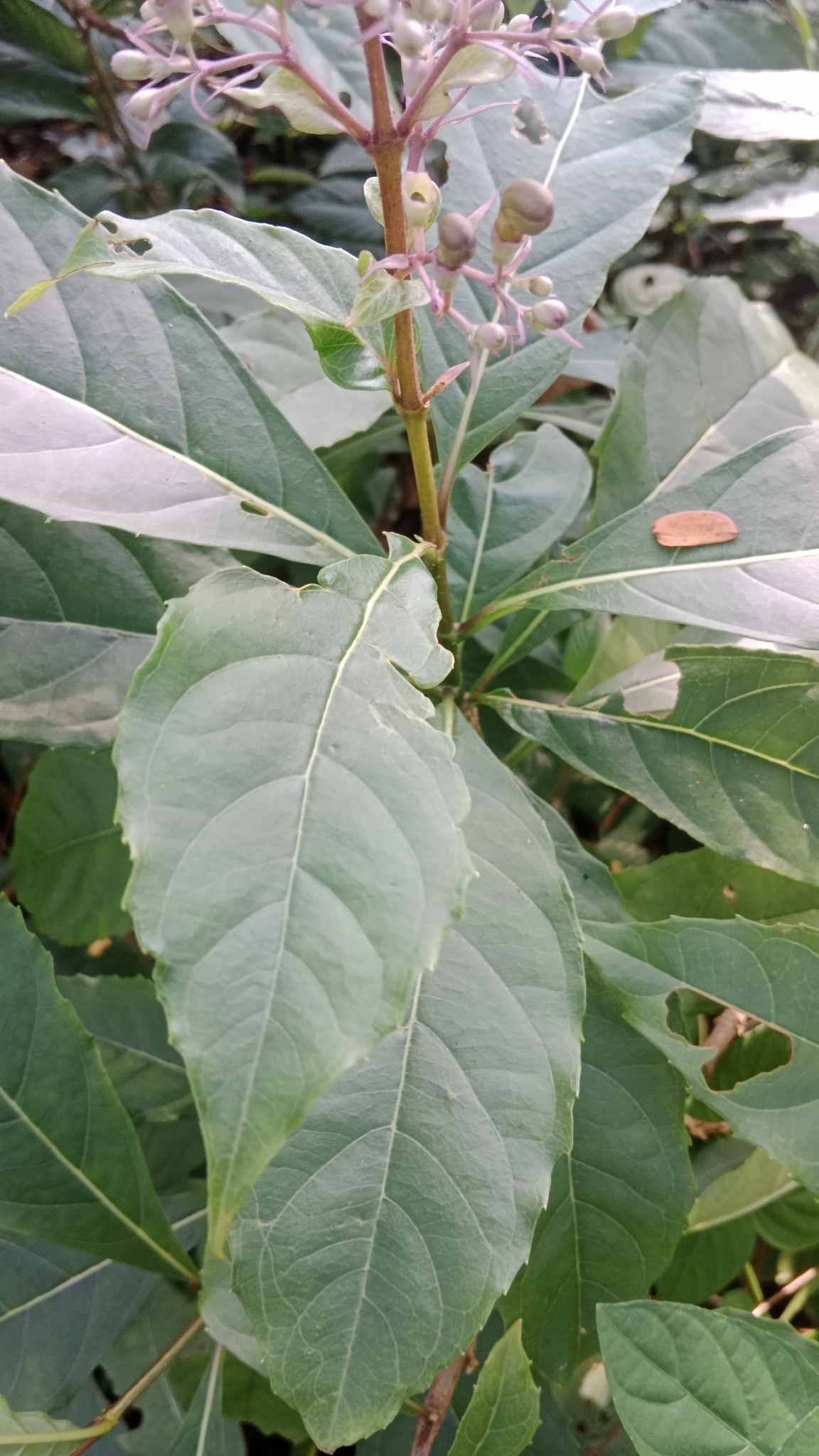 Imagem de Clerodendro