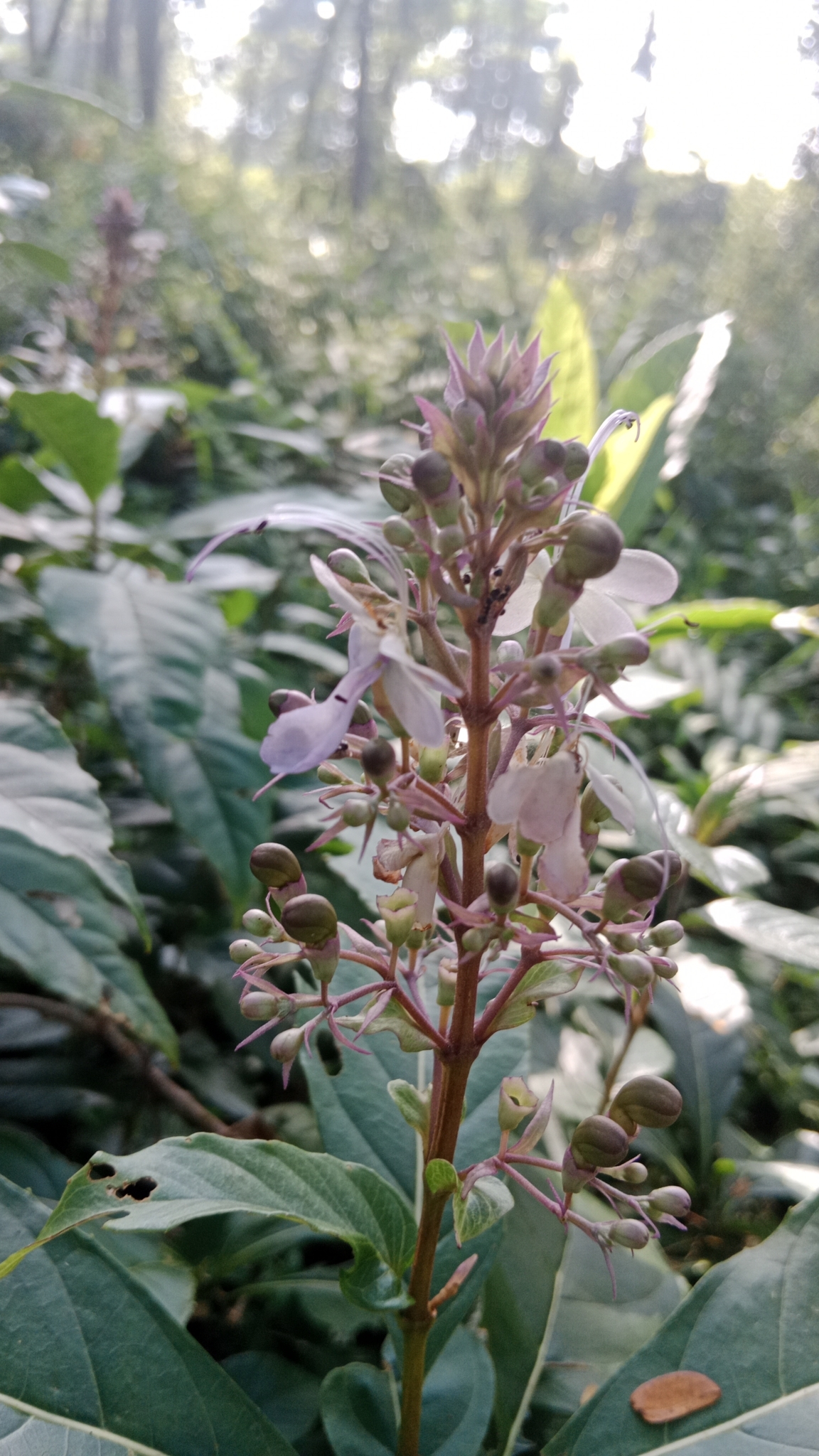 Imagem de Clerodendro