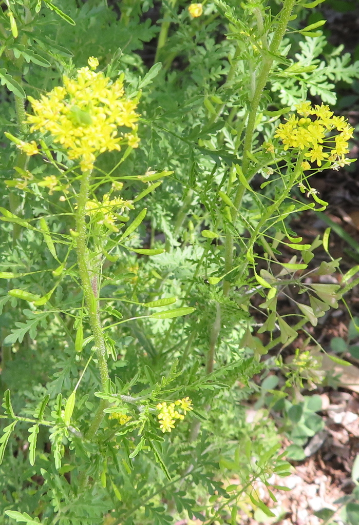 Western Tansymustard from Burnet County, TX, USA on March 11, 2024 at ...