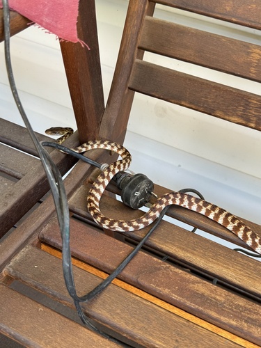 Brown Tree Snake sighting