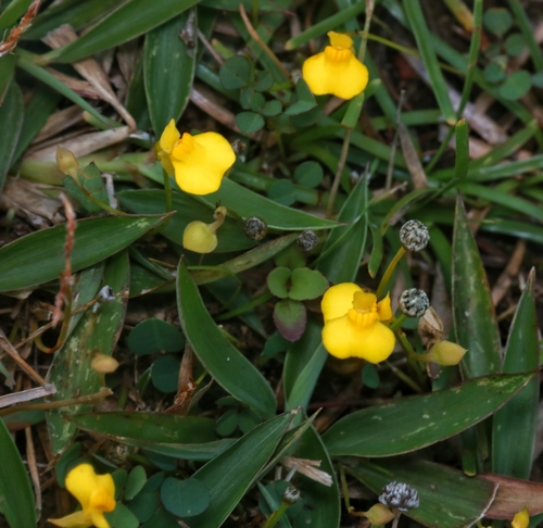 Utricularia scandens observed 2024-03-02