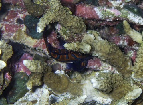 Mandarin fish