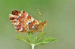 Boloria aquilonaris