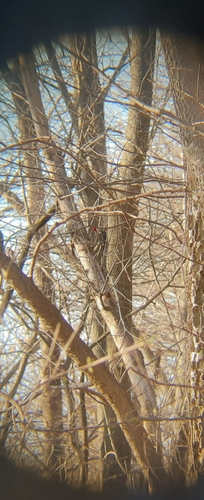 Pileated Woodpecker photographed in Iowa