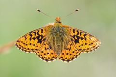 Boloria aquilonaris