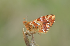 Boloria aquilonaris