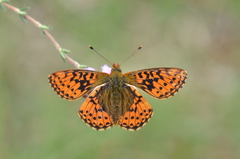Boloria aquilonaris
