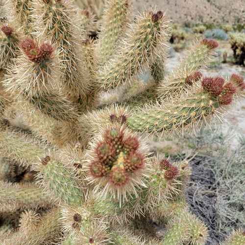 Image of Cylindropuntia fosbergii by no rights reserved