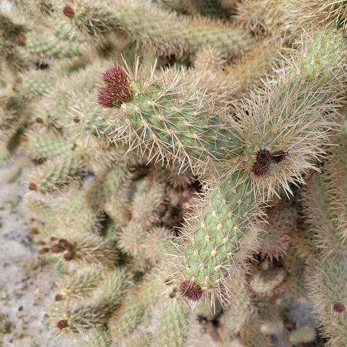 Image of Cylindropuntia fosbergii by no rights reserved