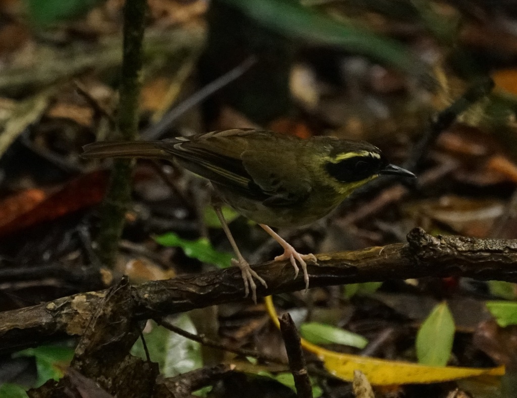 Yellow-throated Scrubwren from O'Reilly QLD 4275, Australia on January ...