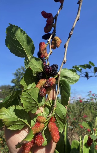 black mulberry