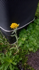 Pseudognaphalium affine