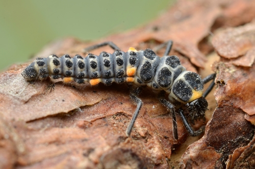 Striped Ladybird