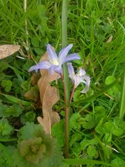 Scilla forbesii