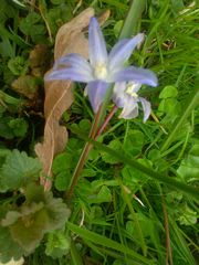 Scilla forbesii