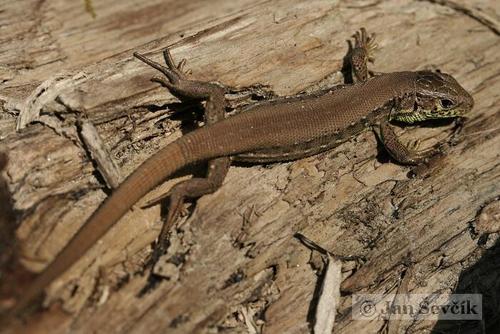 Vikrusis driežas nuotrauka
