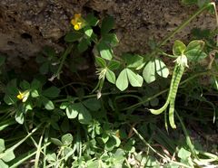 Lotus ornithopodioides