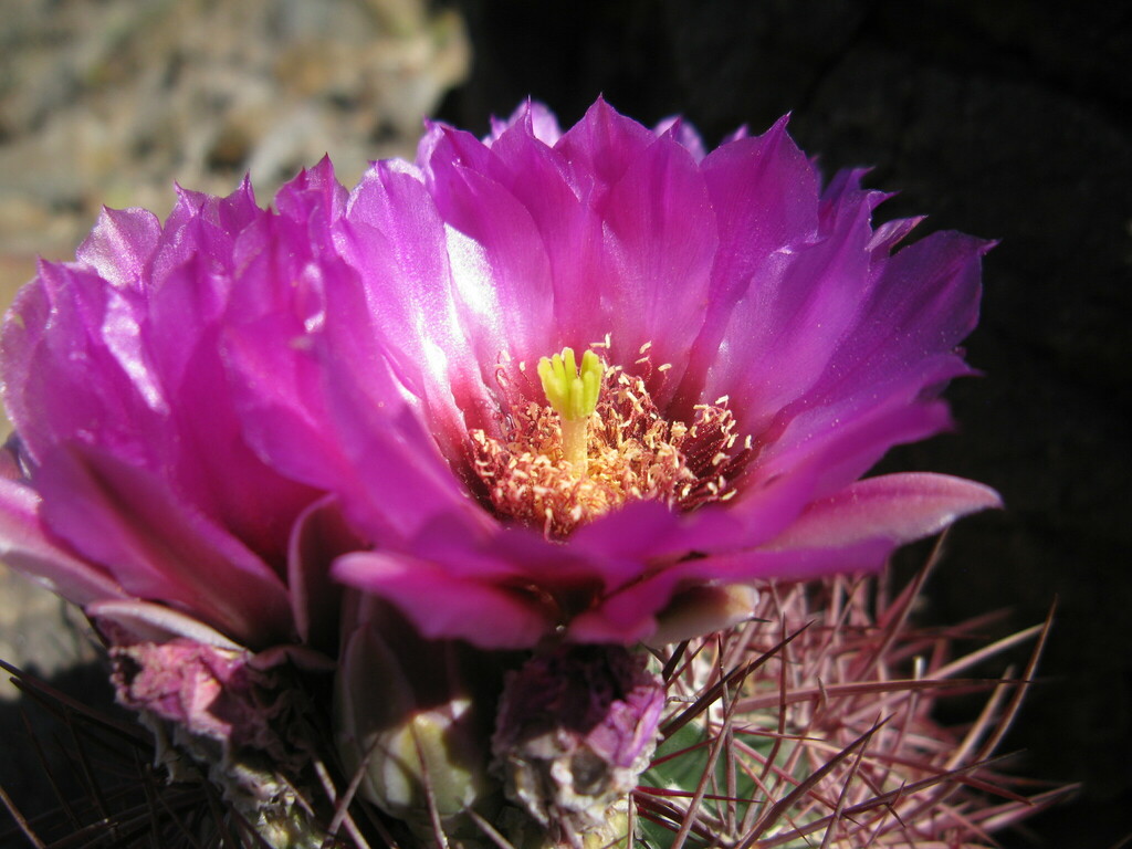 Johnson's Beehive Cactus from Boulder City, NV, USA on April 21, 2018 ...