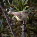 Western Thornbill - Photo (c) Clark Edmeades, some rights reserved (CC BY-NC), uploaded by Clark Edmeades