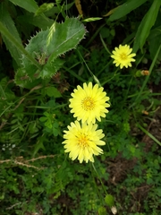 Pyrrhopappus pauciflorus