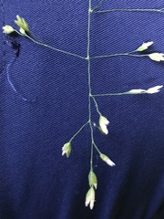 Poa autumnalis