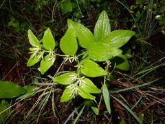 Lithospermum helleri