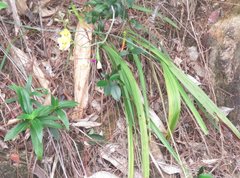 Spathoglottis pubescens