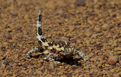 Moloch horridus
