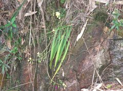 Spathoglottis pubescens