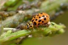 Anisosticta novemdecimpunctata