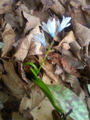 Puschkinia scilloides