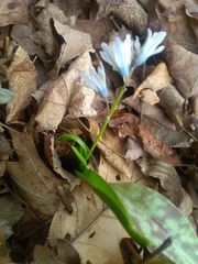 Puschkinia scilloides