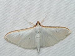 Palpita austrounionalis