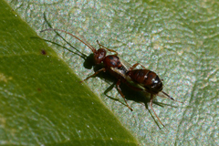 Gelis tenellus