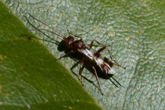 Gelis tenellus