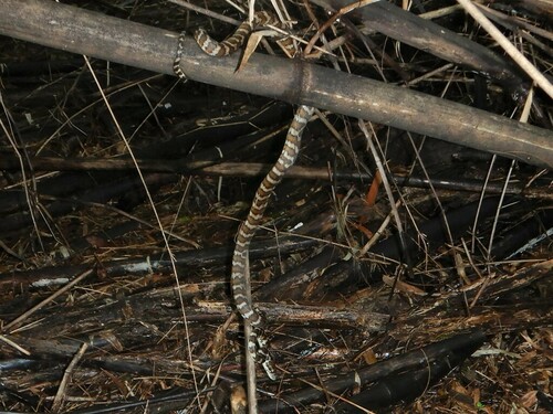 Darwin Carpet Python sighting