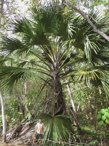 gebang palm