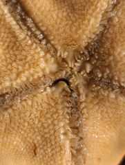 Oxydromus pugettensis image
