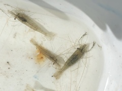 Palaemon macrodactylus