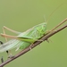 Bicolour Meadow Bush-Cricket - Photo (c) Gilles San Martin, some rights reserved (CC BY-SA), uploaded by Gilles San Martin