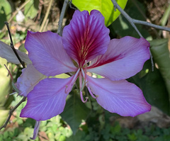 Bauhinia variegata image