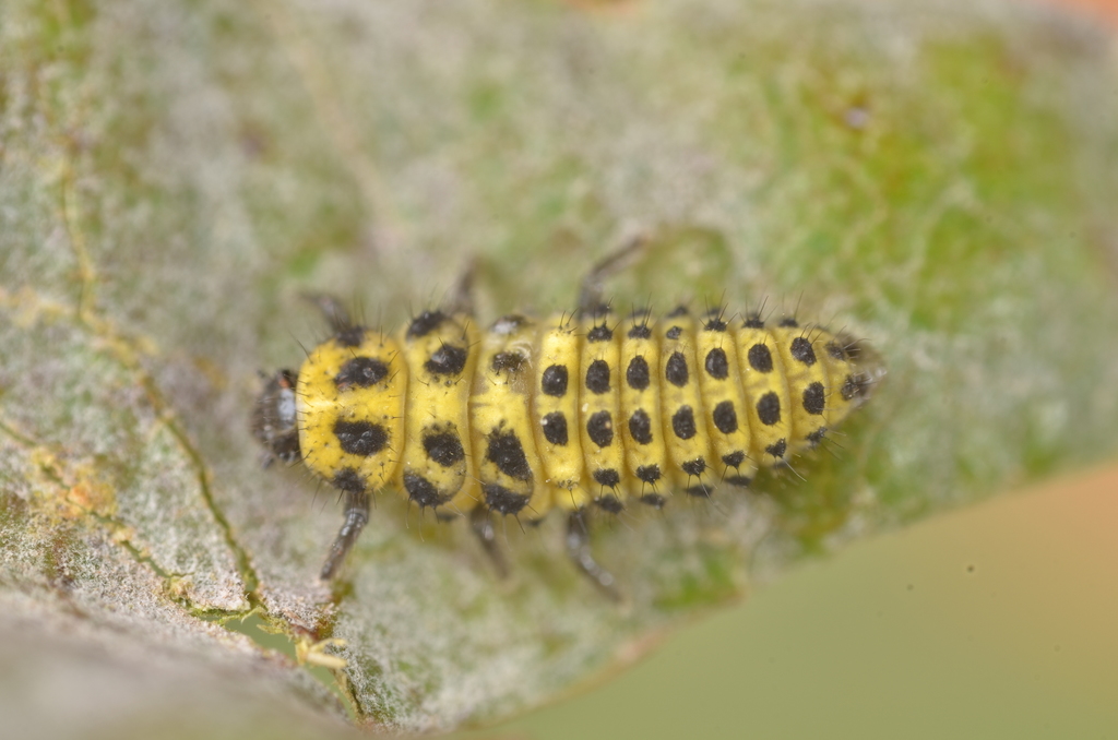 22-spot Ladybird