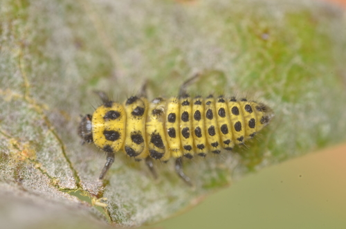 22-spot Ladybird, photo 4 of 8